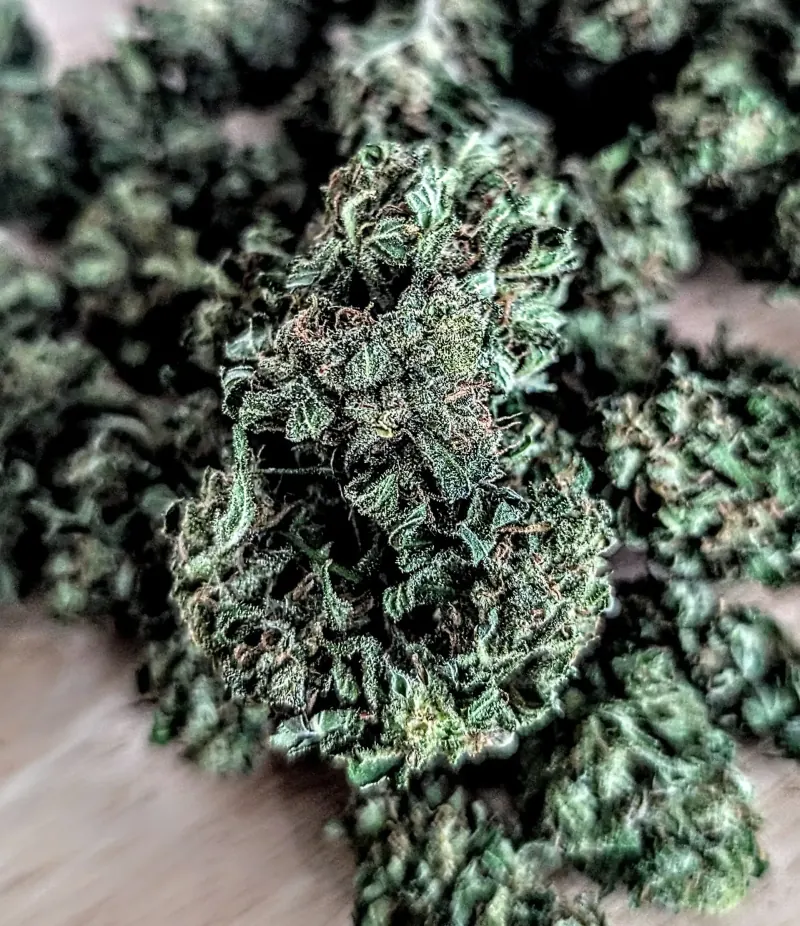 L.A Sunshine sun-grown cannabis flower, Divine Toke Detroit